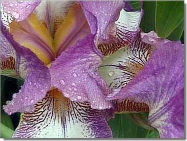 Lilien_