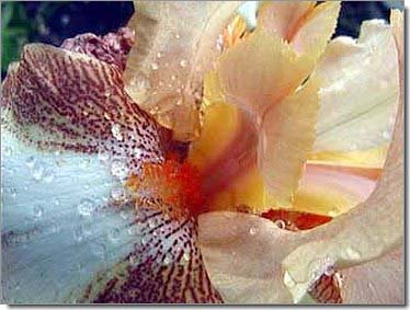 Lilien_