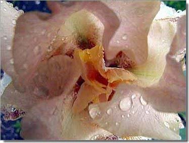 Lilien_