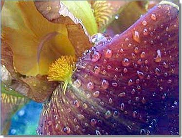 Lilien_