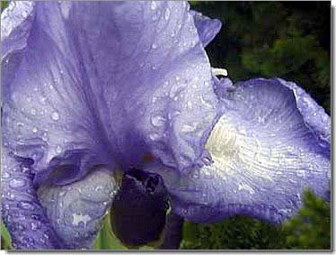Lilien_