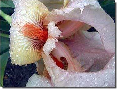 Lilien_