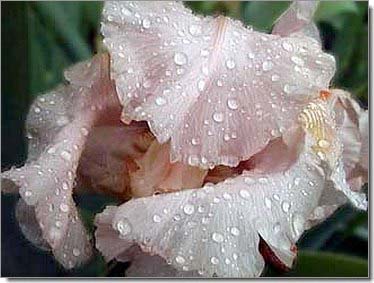 Lilien_