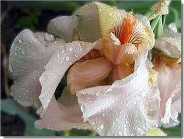Lilien_