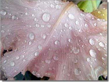 Lilien_