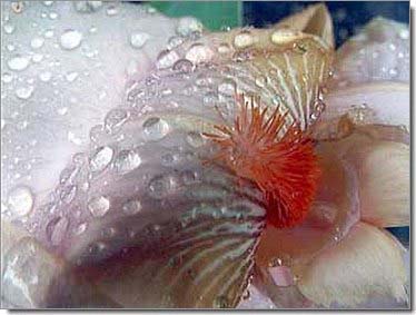 Lilien_