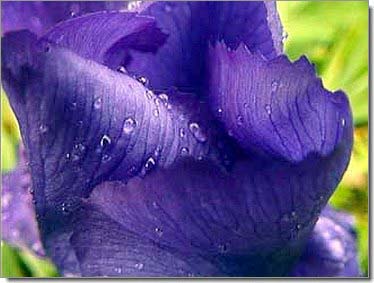 Lilien_