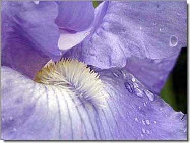 Lilien_