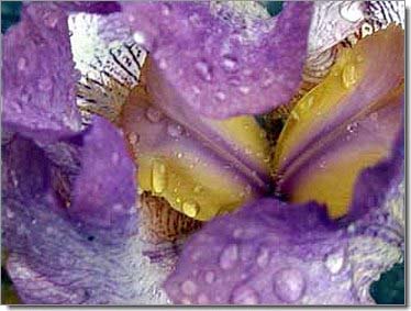 Lilien_