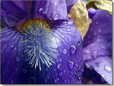Lilien_