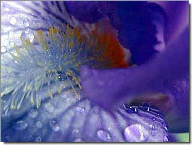 Lilien_