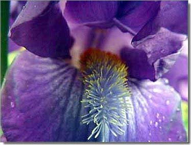 Lilien_