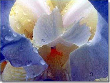 Lilien_